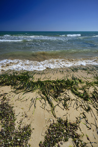 海藻上岸普拉亚格兰德
