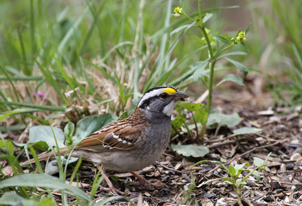 白throated 麻雀，zonotrichia albicollis