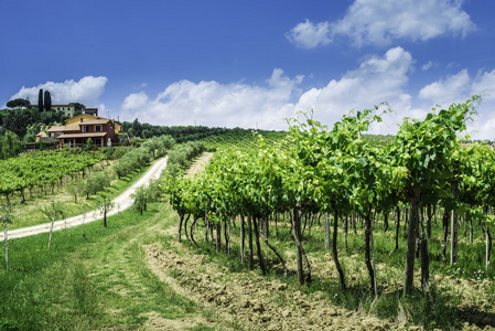 葡萄种植园和意大利的农舍
