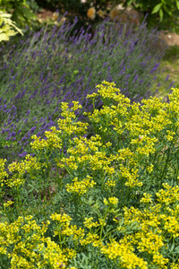 blhenden Ruta Graveolens im Garten