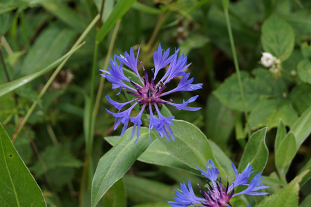 Squarrose knapweecentaurea 三驾马车