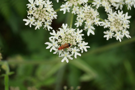 普通红士兵甲壳虫rhagonycha fulva