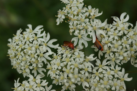 普通红士兵甲壳虫rhagonycha fulva