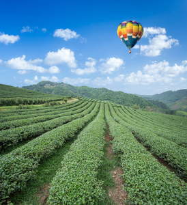 热气球在茶园与蓝色的天空背景