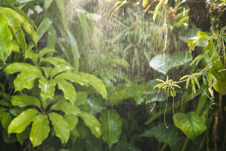 绿色热带背景雨林