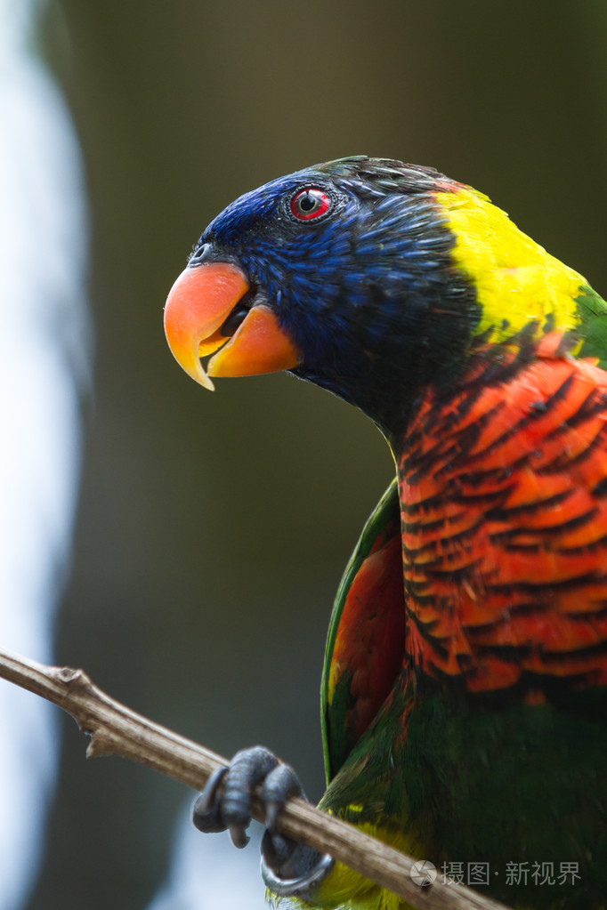 多彩澳洲鹦鹉