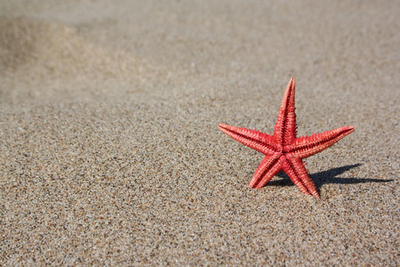 在沙滩上的红色海星