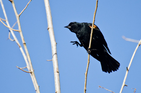 红翼黑鸟跳到树的新分支