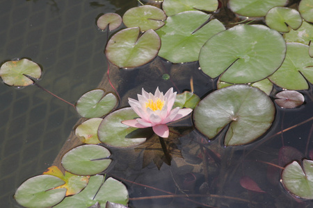 水莲, 粉红色