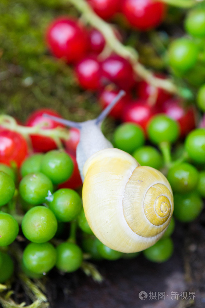 夏天花园里的蜗牛