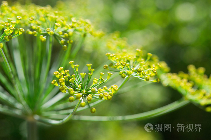 小茴香茴香花