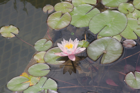 水莲, 粉红色