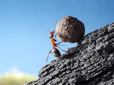 蚂蚁扛巨石图片图片
