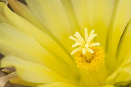 thelocactus setispinus，刺猬仙人掌