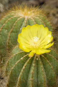 notocactus 植物黄花