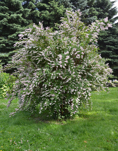 粗糙的或星状的deutzia，痂