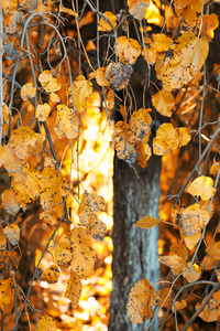 黄色秋天一棵树