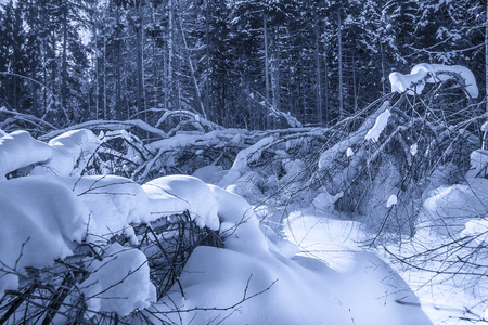 冬季森林