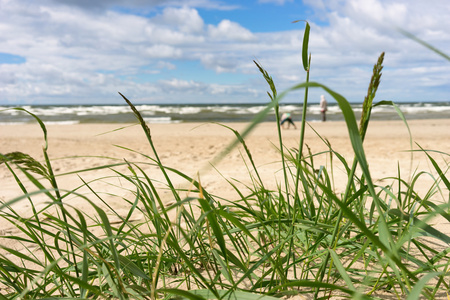 绿草的波罗的海海滩