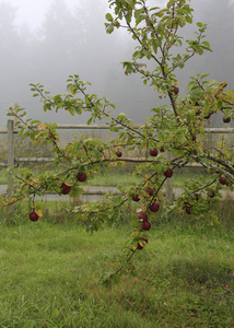 在阴郁多雨的花园苹果树