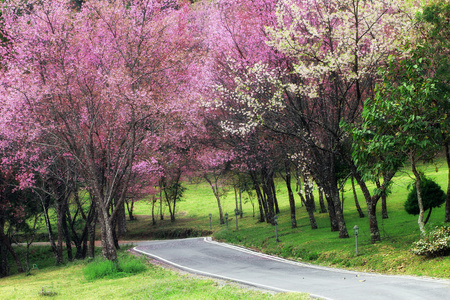 樱花通路在清迈，泰国