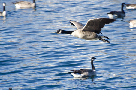 加拿大鹅在水面上飞
