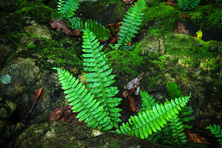 苔藓和蕨类植物在森林里的岩石上照片