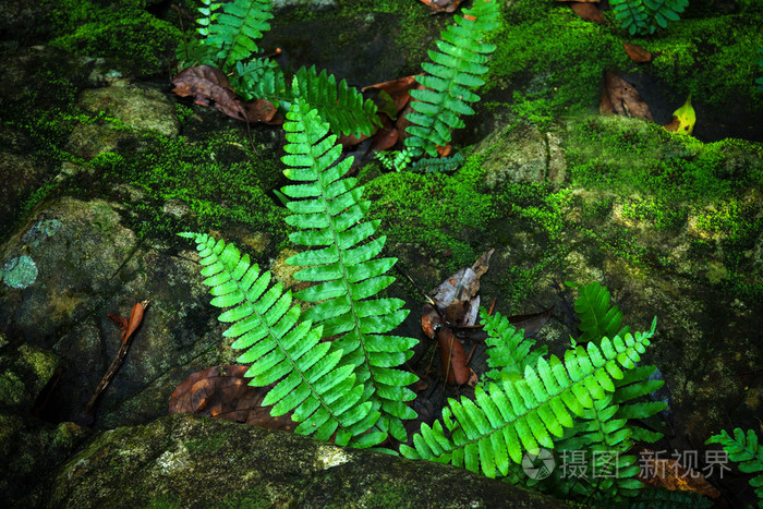 苔藓和蕨类植物在森林里的岩石上