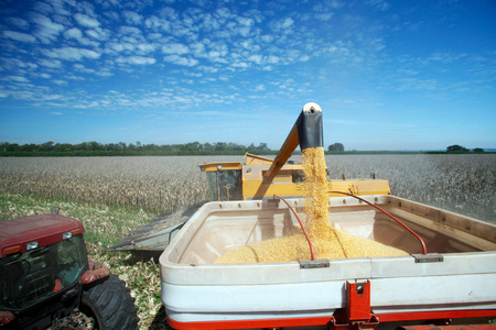 巴西农村的机械加工玉米收获