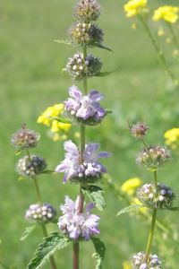 田野上的花