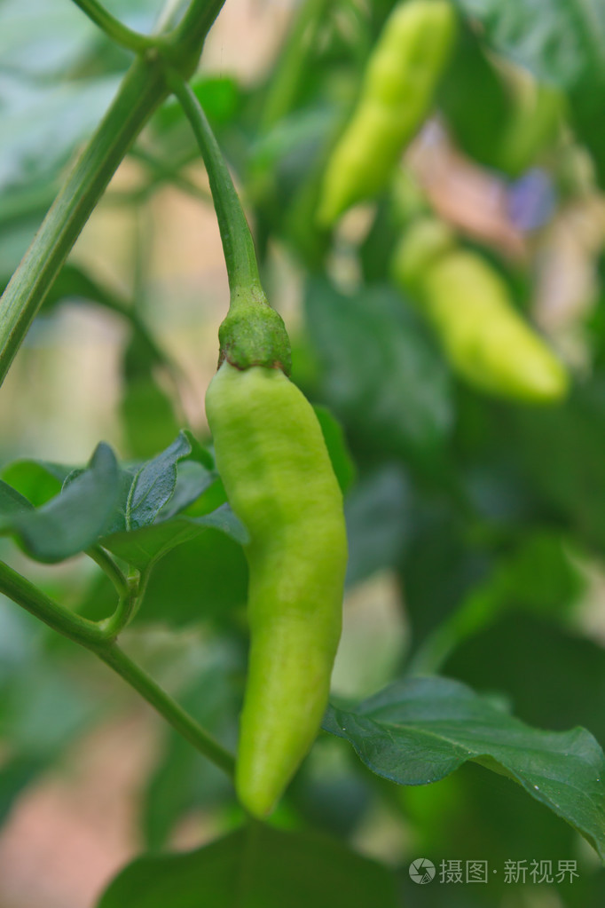 在菜园里生长的鲜辣椒