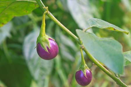 新鲜蔬菜茄子在树上