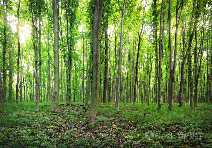 绿色夏季森林