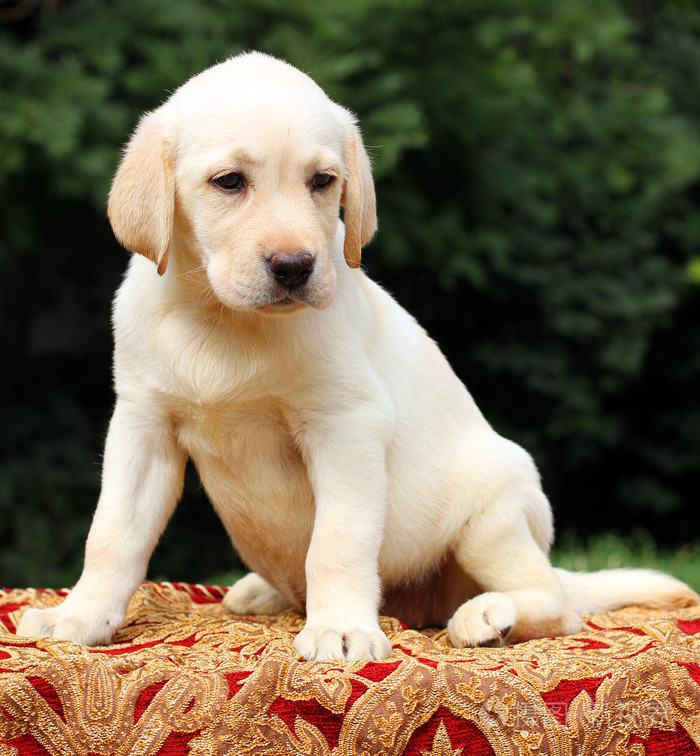 桌子上的黄色拉布拉多小狗肖像照片-正版商用图片1g4529-摄图新视界