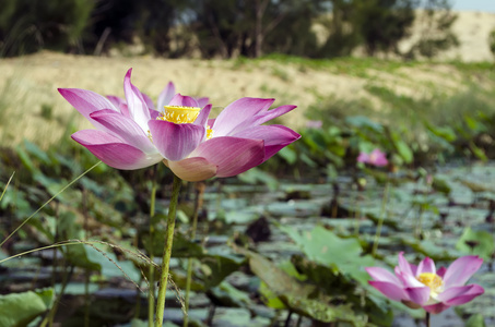 nelumbo nucifera 花