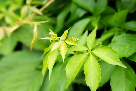 常春藤植物