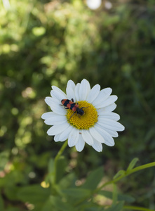 昆虫在夏天从白花中收集花蜜