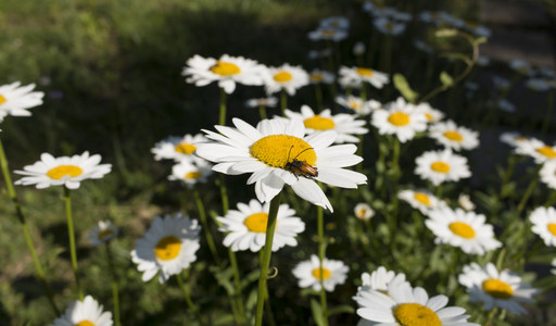 昆虫在夏天从白花中收集花蜜