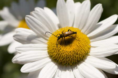 昆虫在夏天从白花中收集花蜜