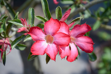 沙漠玫瑰或 ping bignonia