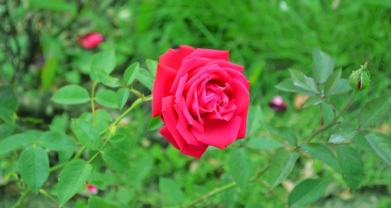 美丽的花朵一朵红玫瑰, 爱的象征