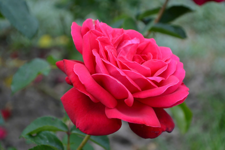 美丽的花朵一朵红玫瑰, 爱的象征