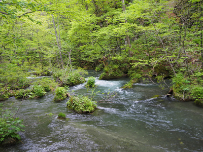 oirase 峡谷，在新鲜的绿色，青森，日本