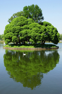 绿色的小岛，在池塘里