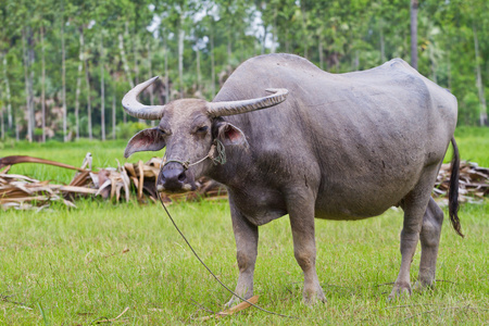 在字段中,泰国的水牛牛犊照片