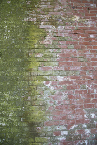 较旧的红砖墙与绿色苔藓对比