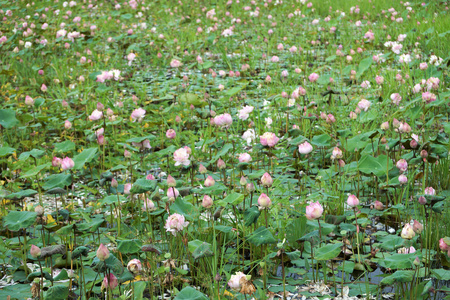 在花园里盛开的莲花