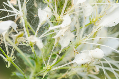 醉蝶花 hassleriana 或蜘蛛花朵或蜘蛛植物