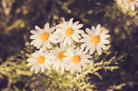 白色的雏菊或茼蒿花与水滴