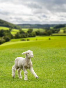 可爱的羊羔在威尔士或约克郡山谷中的草地上